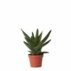Aloe Brevifolia - H14cm, ø6cm - Plante D'intérieur Facile D'entretien -Jardin Harmonie Soldes Boutique 347af5d33b044b54