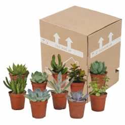 Succulentes, Box De 10 Plantes - H13cm, ø5,5cm - Plantes D'intérieur -Jardin Harmonie Soldes Boutique 34c5cec915ff5cc9