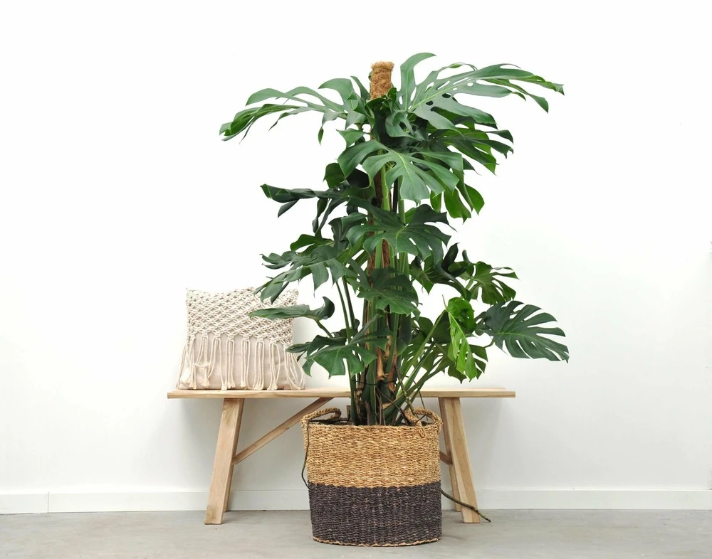 Monstera Deliciosa Xxl - H150cm, ø24cm - Très Grande Plante D'intérieur 4 Monstera Deliciosa Xxl - H150cm, ø24cm - Très Grande Plante D'intérieur – Image 2