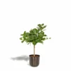 Ficus Benghalensis Et Son Cache-pot Noir - H90cm, ø21cm - Grande Plante D'intérieur -Jardin Harmonie Soldes Boutique 359e763ba23d1d62