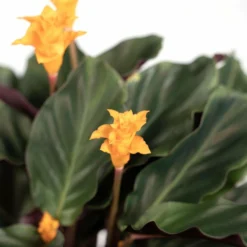 Calathea Crocata - H40cm, ø14cm - Plante D'intérieur -Jardin Harmonie Soldes Boutique 35d587b502adbf68