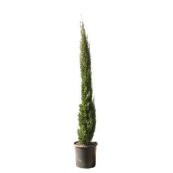Cupressus Sempervirens Totem : Hauteur 150/175 Cm, Pot 18 L -Jardin Harmonie Soldes Boutique 374634 2058679 1