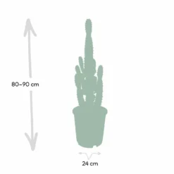 Euphorbia Acrurensis - H80cm, ø24cm - Grande Plante D'intérieur -Jardin Harmonie Soldes Boutique 374eeba9c2f25f69