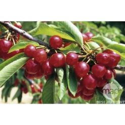 Cerisier Coeur De Pigeon : ½ Tige, 4-5 Ans, H 170-180 Cm -Jardin Harmonie Soldes Boutique 37589 002