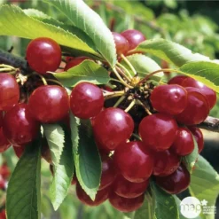 Cerisier Coeur De Pigeon : ½ Tige, 4-5 Ans, H 170-180 Cm -Jardin Harmonie Soldes Boutique 37589 003