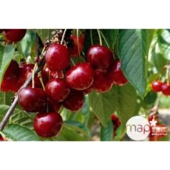 Cerisier Bigarreau Géant D'Hedelfingen 1/2 Tige 2ans âge Ctr 15L -Jardin Harmonie Soldes Boutique 37597 002