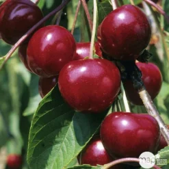 Cerisier Griotte Montmorency : ½ Tige, 4-5 Ans, H 170-180 Cm -Jardin Harmonie Soldes Boutique 37611 004