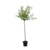 Cerisier Griotte Montmorency : ½ Tige, 4-5 Ans, H 170-180 Cm -Jardin Harmonie Soldes Boutique 37611 005
