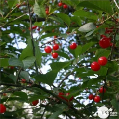 Cerisier Griotte Montmorency : ½ Tige, 4-5 Ans, H 170-180 Cm -Jardin Harmonie Soldes Boutique 37611 006