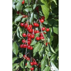 Cerisier Griotte Montmorency : ½ Tige, 4-5 Ans, H 170-180 Cm -Jardin Harmonie Soldes Boutique 37611 009