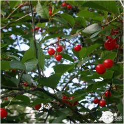 Cerisier Griotte De Montmorency : Gobelet 3 Ans D'âge Ctr 12 Litres -Jardin Harmonie Soldes Boutique 37613 006