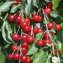 Cerisier Griotte De Montmorency : Gobelet 3 Ans D'âge Ctr 12 Litres -Jardin Harmonie Soldes Boutique 37613 008