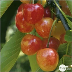 Cerisier Bigarreau Napoléon : Gobelet 3 Ans D'âge Ctr 12 Litres -Jardin Harmonie Soldes Boutique 37627 006