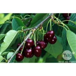 Cerisier Bigarreau Reverchon : Gobelet 3 Ans D'âge Ctr 12 Litres -Jardin Harmonie Soldes Boutique 37634 003