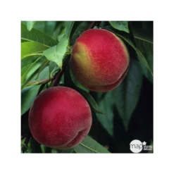 Pêcher à Chair Blanche Amsden : Demi Tige Ctr 15 Litres -Jardin Harmonie Soldes Boutique 37642 003