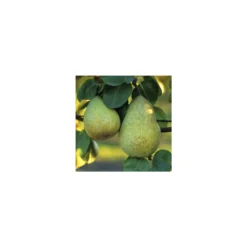 Poirier Beurré Hardy : Gobelet 3 Ans D'âge Ctr 12 Litres 9 Poirier Beurré Hardy : Gobelet 3 Ans D'âge Ctr 12 Litres -Jardin Harmonie Soldes Boutique 37673 003