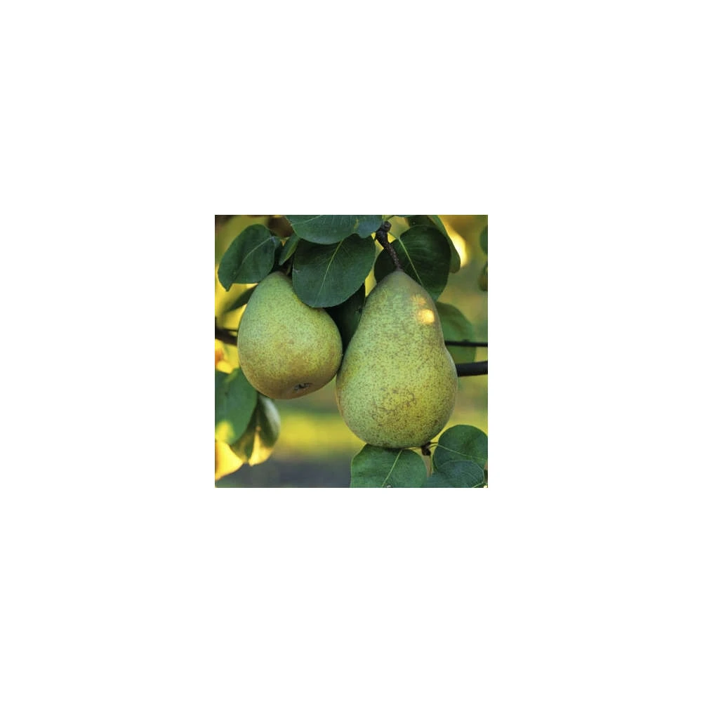 Poirier Beurré Hardy : Gobelet 3 Ans D'âge Ctr 12 Litres 6 Poirier Beurré Hardy : Gobelet 3 Ans D'âge Ctr 12 Litres – Image 4