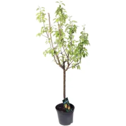 Poirier Doyenné Du Comice : Gobelet 3 Ans D'âge Ctr 12 Litres -Jardin Harmonie Soldes Boutique 37694 002