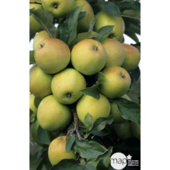 Pommier Golden Delicious : Gobelet 3 Ans D'âge Ctr 12 Litres -Jardin Harmonie Soldes Boutique 37730 003