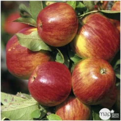 Pommier Jonagold : Gobelet 3 Ans D'âge Ctr 12 Litres -Jardin Harmonie Soldes Boutique 37759 004