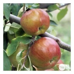 Pommier Melrose : ½ Tige, 4-5 Ans, H 170-180 Cm -Jardin Harmonie Soldes Boutique 37765 008