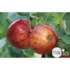 Pommier Reine Des Reinettes : Gobelet 3 Ans D'âge Ctr 12 Litres -Jardin Harmonie Soldes Boutique 37779 003