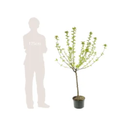 Pommier Reine Des Reinettes : Gobelet 3 Ans D'âge Ctr 12 Litres -Jardin Harmonie Soldes Boutique 37779 006