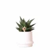 Haworthia Limifolia Et Son Cache-pot Blanc - H16cm, ø9cm - Plante D'intérieur -Jardin Harmonie Soldes Boutique 3781bb72239b6eca