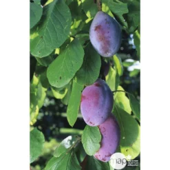 Prunier Quetsche D'Alsace : ½ Tige, 4-5 Ans, H 170-180 Cm 10 Prunier Quetsche D'Alsace : ½ Tige, 4-5 Ans, H 170-180 Cm -Jardin Harmonie Soldes Boutique 37821 002