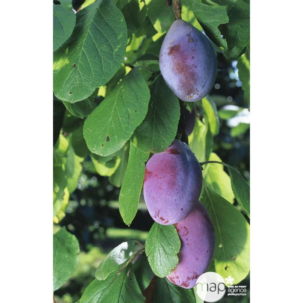 Prunier Quetsche D'Alsace : ½ Tige, 4-5 Ans, H 170-180 Cm 6 Prunier Quetsche D'Alsace : ½ Tige, 4-5 Ans, H 170-180 Cm – Image 4