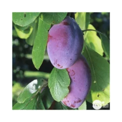 Prunier Quetsche D'Alsace : ½ Tige, 4-5 Ans, H 170-180 Cm 11 Prunier Quetsche D'Alsace : ½ Tige, 4-5 Ans, H 170-180 Cm -Jardin Harmonie Soldes Boutique 37821 003