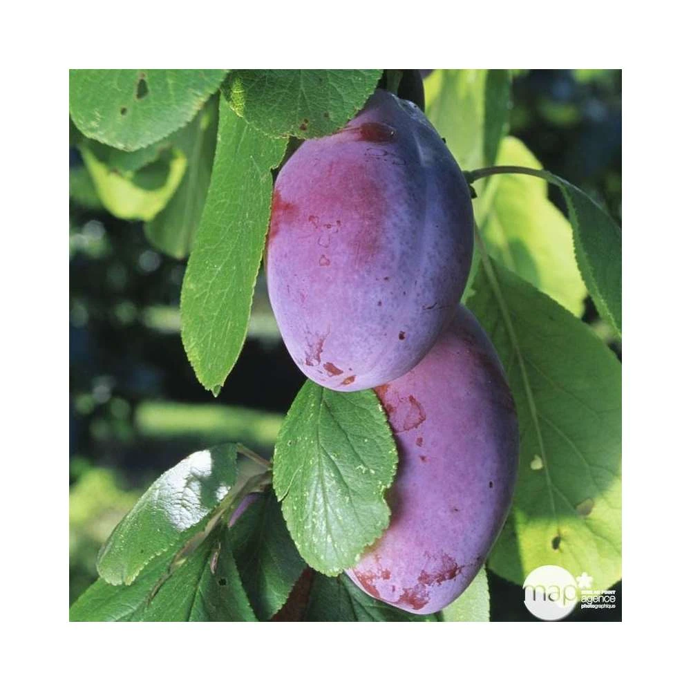 Prunier Quetsche D'Alsace : ½ Tige, 4-5 Ans, H 170-180 Cm 7 Prunier Quetsche D'Alsace : ½ Tige, 4-5 Ans, H 170-180 Cm – Image 5