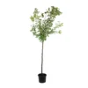 Prunier Quetsche D'Alsace : ½ Tige, 4-5 Ans, H 170-180 Cm -Jardin Harmonie Soldes Boutique 37821 004