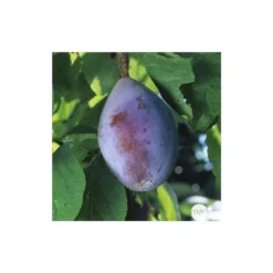 Prunier Quetsche D'Alsace : ½ Tige, 4-5 Ans, H 170-180 Cm 9 Prunier Quetsche D'Alsace : ½ Tige, 4-5 Ans, H 170-180 Cm -Jardin Harmonie Soldes Boutique 37821 005