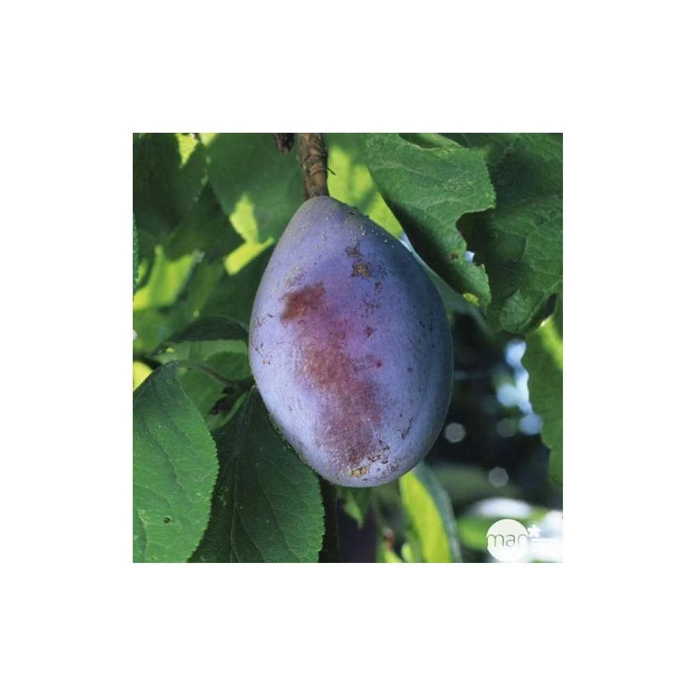 Prunier Quetsche D'Alsace : ½ Tige, 4-5 Ans, H 170-180 Cm 5 Prunier Quetsche D'Alsace : ½ Tige, 4-5 Ans, H 170-180 Cm – Image 3