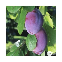 Prunier Quetsche D'Alsace : Gobelet 3 Ans D'âge Ctr 12 Litres -Jardin Harmonie Soldes Boutique 37823 004