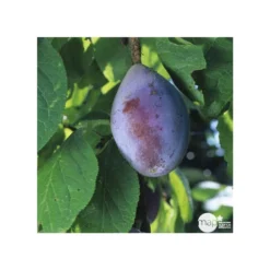 Prunier Quetsche D'Alsace : Gobelet 3 Ans D'âge Ctr 12 Litres -Jardin Harmonie Soldes Boutique 37823 006