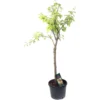 Prunier Reine-Claude D'Oullins : Gobelet 3 Ans D'âge Ctr 12 Litres -Jardin Harmonie Soldes Boutique 37837 004