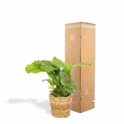 Calathea Orbifolia Et Son Panier Naturel - H40cm, ø14 Cm - Plante D'intérieur -Jardin Harmonie Soldes Boutique 3804fcc636f2001e