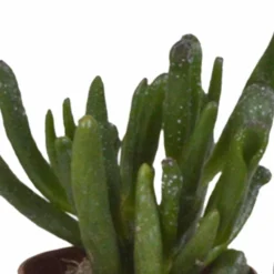 Succulentes, Box De 10 Plantes - H13cm, ø5,5cm - Plantes D'intérieur -Jardin Harmonie Soldes Boutique 38597c9dc9524b65