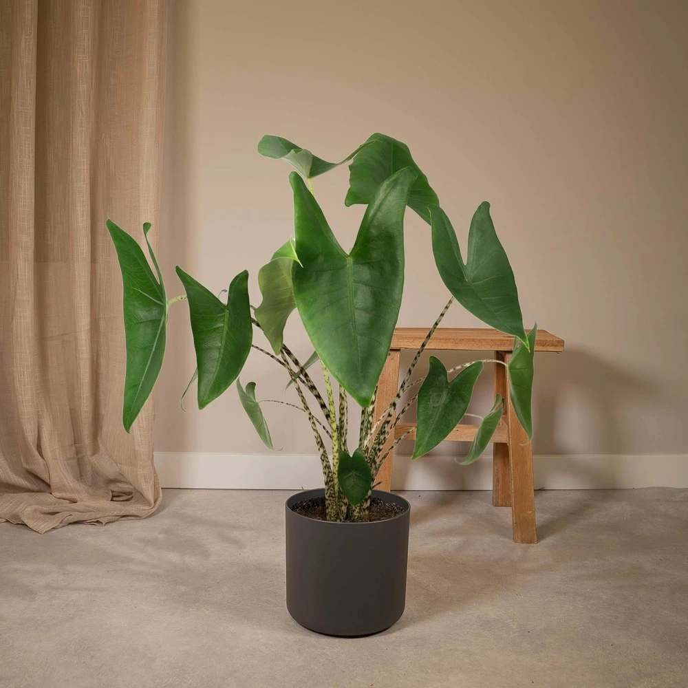 Alocasia Zebrina - H75cm, ø19cm - Grande Plante D'intérieur 4 Alocasia Zebrina - H75cm, ø19cm - Grande Plante D'intérieur – Image 2