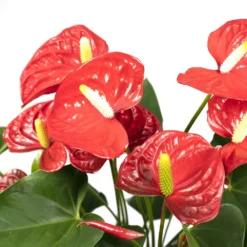Anthurium Rouge - H55cm, ø17cm - Plante D'intérieur -Jardin Harmonie Soldes Boutique 38b54ea20ca73bf4