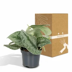Pothos Scindapsus Pictus Epipremnum - H15cm, ø12cm - Plante D'intérieur Tombante -Jardin Harmonie Soldes Boutique 38bd88a072b8a259