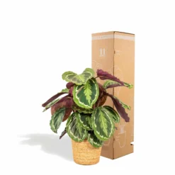 Calathea Médaillon Et Son Panier Naturel - H65cm, ø19cm - Plante D'intérieur -Jardin Harmonie Soldes Boutique 39375a6afe5bd28e