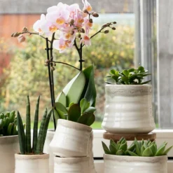 Crassula - H11cm, ø6cm - Plante D'intérieur -Jardin Harmonie Soldes Boutique 395bb3a15339b15d