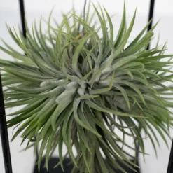 Tillandsia Et Son Support En Cube - H35cm, ø20cm - Plante D'intérieur Tombante -Jardin Harmonie Soldes Boutique 3a8531a0d40b3602