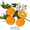 Mandarinier Bio Tailles:pot De 3 Litres, Hauteur 30/40 Cm -Jardin Harmonie Soldes Boutique 3b50179d2647d97b