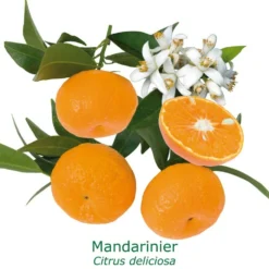 Mandarinier Bio Tailles:pot De 3 Litres, Hauteur 30/40 Cm