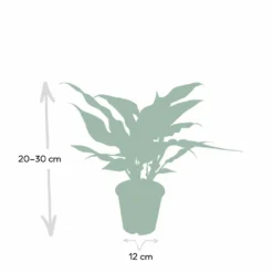 Aglaonema Maria - H30cm, ø12cm - Plante D'intérieur -Jardin Harmonie Soldes Boutique 3baf4ef3152d85dd