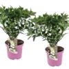 Set De 2 Hortensias Confetti - Pot ⌀19 Cm - H. 20-30cm (hauteur Pot Incluse)